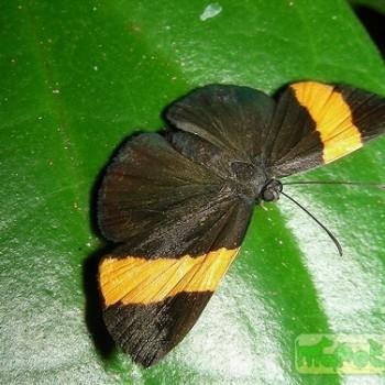 Calospila irene