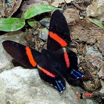 Ancyluris inca