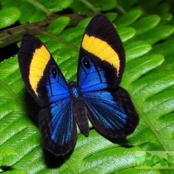 Mesosemia pacifica