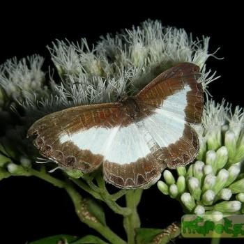 Nymphidium cachrus