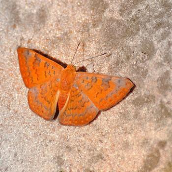 Emesis mandana