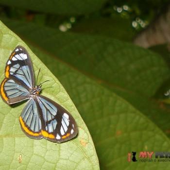 Stalachtis phaedusa