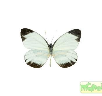 Perrhybris pamela