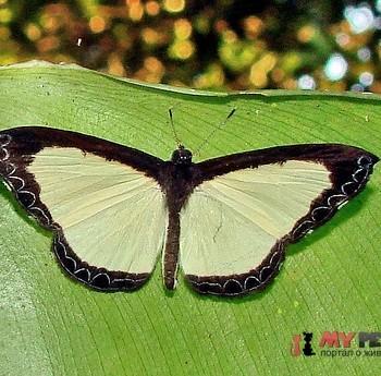 Nymphidium menalcus