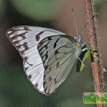 Belenois gidica