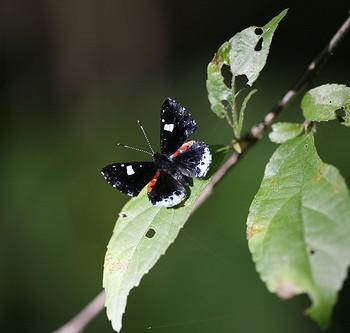 Calydna cea