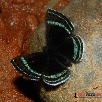 Chalodeta theodora