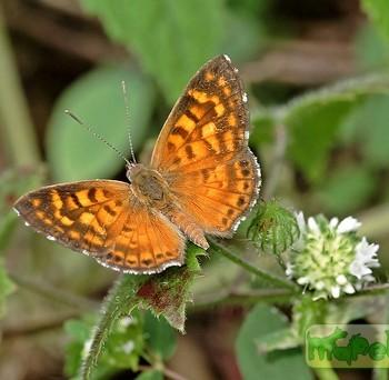 Aricoris middletoni