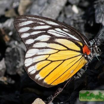 Prioneris clemanthe
