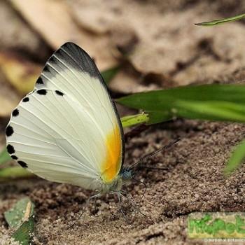 Mylothris rhodope