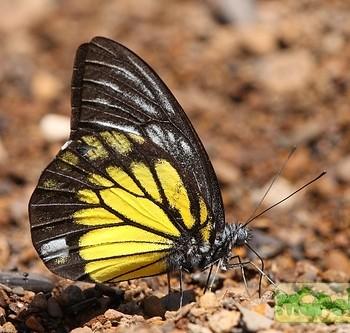 Prioneris cornelia