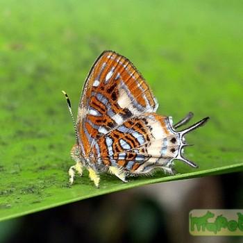Sarota neglecta
