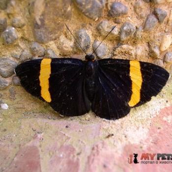 Panaropsis elegans