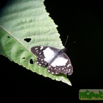 Catasticta sisamnus