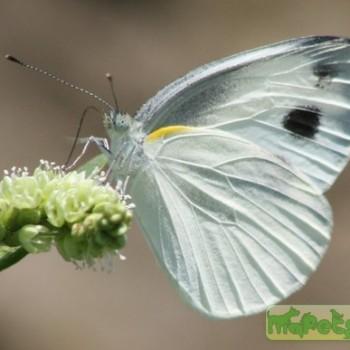 Pieris canidia