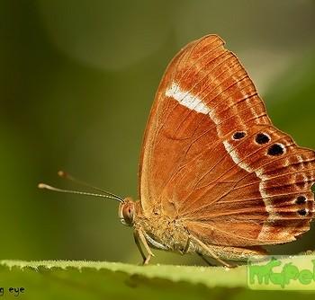 Abisara abnormis