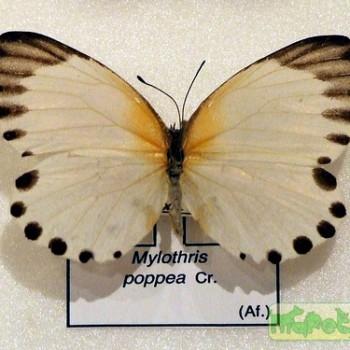 Mylothris poppea