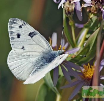 Pontia occidentalis