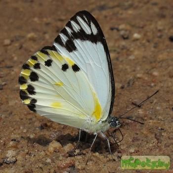 belenois theora