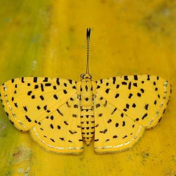 Argyrogrammana stilbe