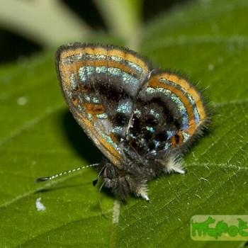 Sarota lasciva