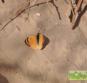 colotis chrysonome