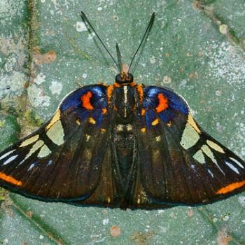 Symmachia accusatrix
