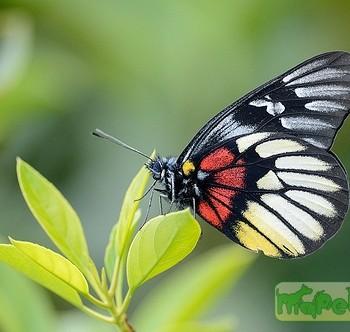 Delias acalis