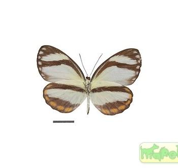 Itaballia pandosia