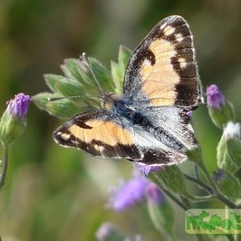 colotis phisadia