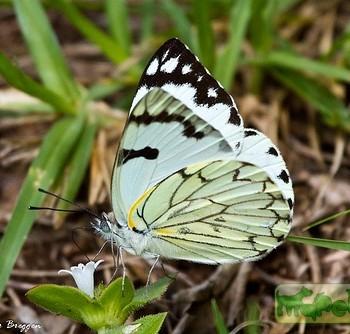 belenois zochalia