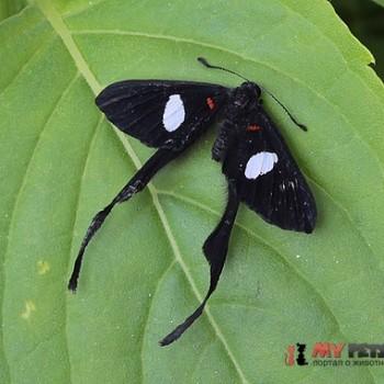 Syrmatia lamia