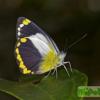 Delias ennia