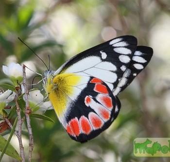 Delias argenthona