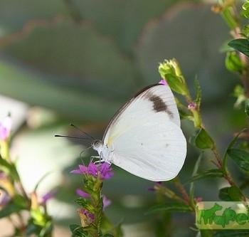 Elodina queenslandica