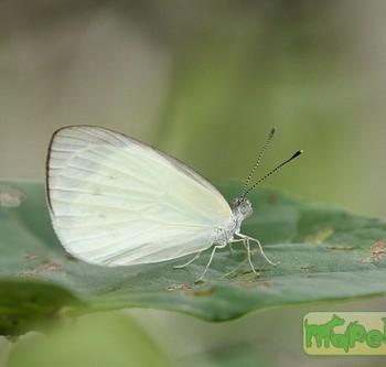 Elodina walkeri