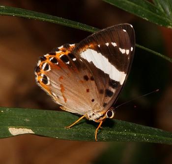 Praetaxila segecia