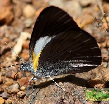 belenois raffrayi