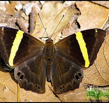Abisara fylla