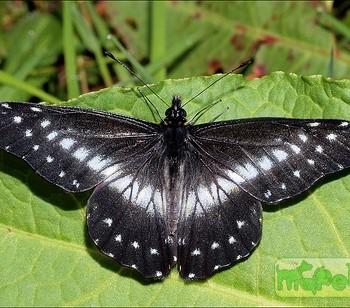 Catasticta teutila