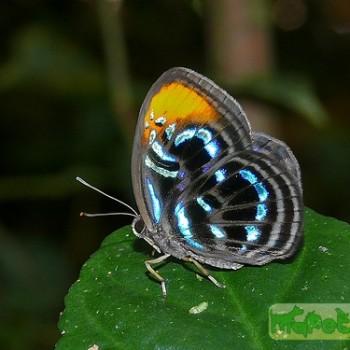 Paralaxita telesia