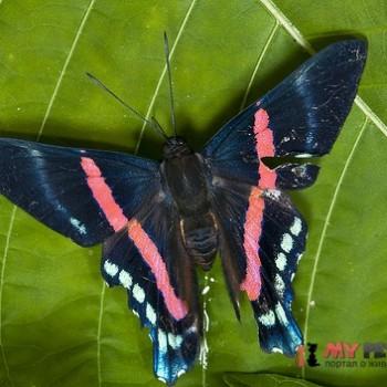 Ancyluris jurgensenii