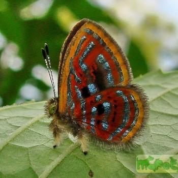 Sarota acantus