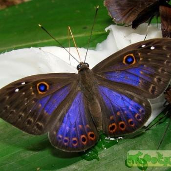 Eurybia molochina