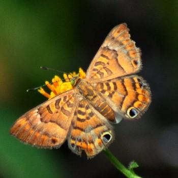 Dianesia carteri