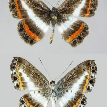 Nymphidium lisimon