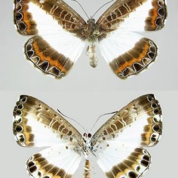 Nymphidium azanoides