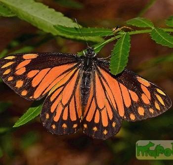 Neophasia terlooii
