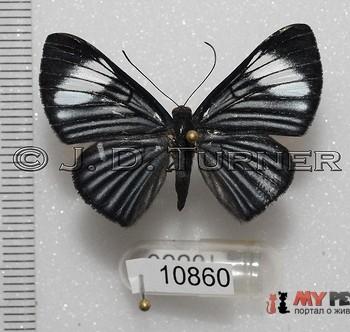 Brachyglenis esthema