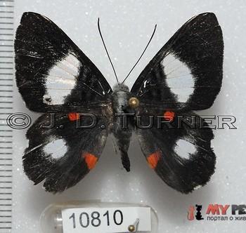 Cyrenia martia